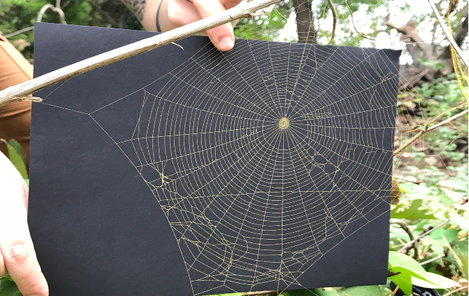 Spider web with dark paper behind it