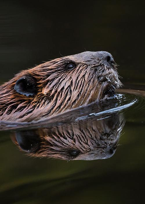 Profile photo placeholder of a beaver.