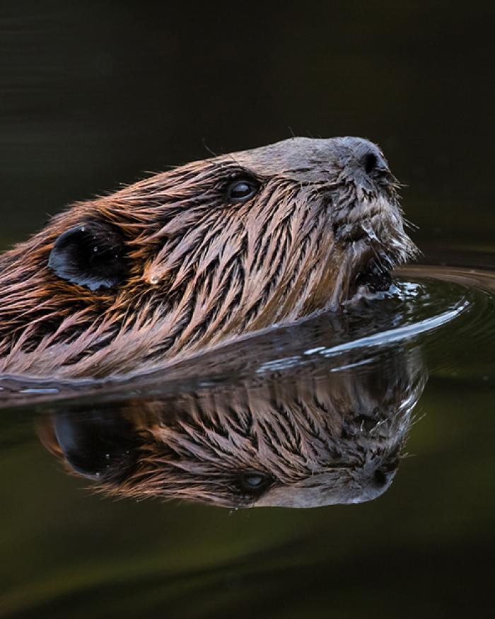 Profile photo placeholder of a beaver.