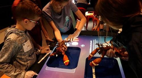 Students doing an activity with lobsters